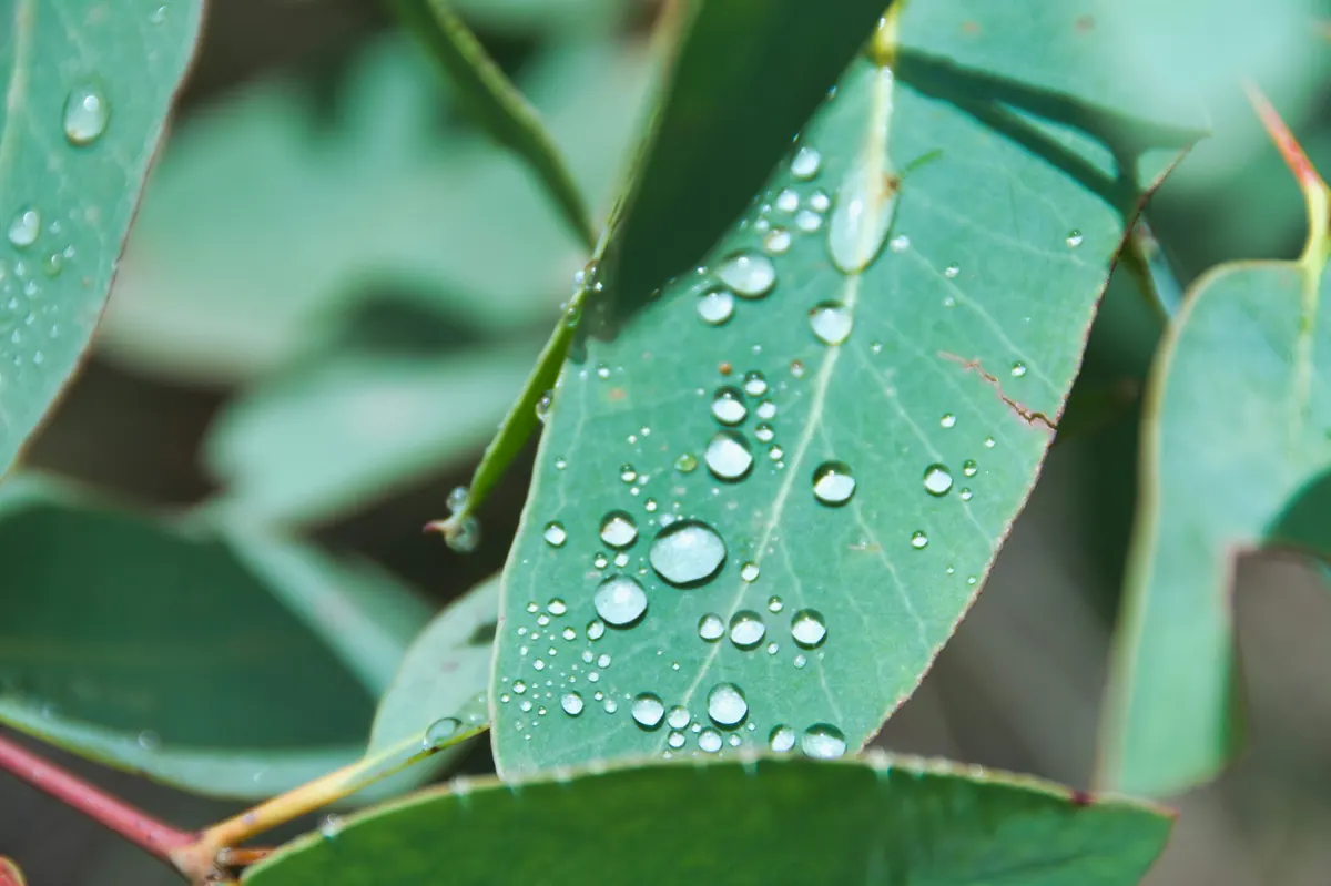หยดน้ำบนใบยูคาลิปตัสสีเขียวหลังฝนตก เป็นภาพประกอบไม่ได้ระบุสถานที่กรุงเทพฯ